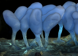 Illustration for article titled Parasites, deadly bugs and fungi are more beautiful than you could possibly imagine